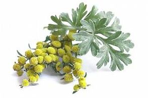 alsemextract in NEOflorax